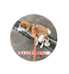 柴犬はなさく2（個別スタンプ：38）