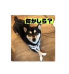 柴犬はなさく2（個別スタンプ：39）