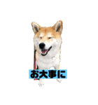 柴犬はなさく2（個別スタンプ：40）