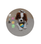 キャバリア犬03（個別スタンプ：1）