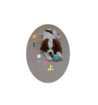 キャバリア犬03（個別スタンプ：2）