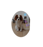 キャバリア犬03（個別スタンプ：5）