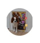 キャバリア犬03（個別スタンプ：9）