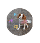 キャバリア犬03（個別スタンプ：10）