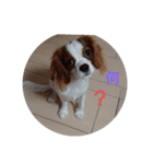 キャバリア犬03（個別スタンプ：11）