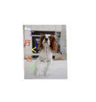 キャバリア犬03（個別スタンプ：14）
