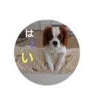 キャバリア犬03（個別スタンプ：17）