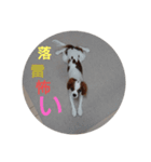 キャバリア犬03（個別スタンプ：18）