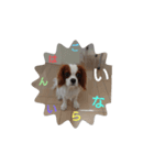 キャバリア犬03（個別スタンプ：22）