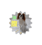 キャバリア犬03（個別スタンプ：23）