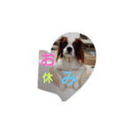 キャバリア犬03（個別スタンプ：24）