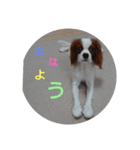 キャバリア犬03（個別スタンプ：25）