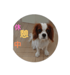 キャバリア犬03（個別スタンプ：32）