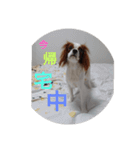 キャバリア犬03（個別スタンプ：33）