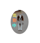 キャバリア犬03（個別スタンプ：36）