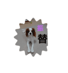 キャバリア犬03（個別スタンプ：40）