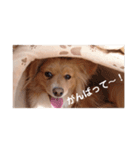 りり＆ここ＆いちご（個別スタンプ：6）
