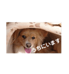 りり＆ここ＆いちご（個別スタンプ：14）