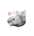 サザナミインコのもずく（個別スタンプ：1）