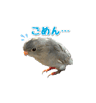 サザナミインコのもずく（個別スタンプ：2）