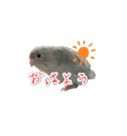サザナミインコのもずく（個別スタンプ：5）
