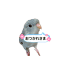 サザナミインコのもずく（個別スタンプ：6）