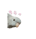 サザナミインコのもずく（個別スタンプ：7）
