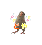 サザナミインコのもずく（個別スタンプ：8）