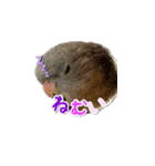 サザナミインコのもずく（個別スタンプ：9）