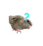 サザナミインコのもずく（個別スタンプ：10）