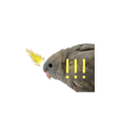 サザナミインコのもずく（個別スタンプ：11）