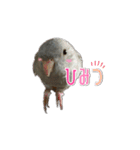 サザナミインコのもずく（個別スタンプ：12）