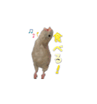 サザナミインコのもずく（個別スタンプ：15）