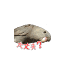 サザナミインコのもずく（個別スタンプ：16）