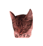 猫達は元気（個別スタンプ：3）