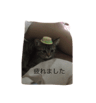 猫達は元気（個別スタンプ：15）