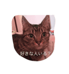 猫達は元気（個別スタンプ：24）