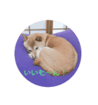 豆柴キラちゃん日常ごあいさつ（個別スタンプ：1）