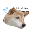 豆柴キラちゃん日常ごあいさつ（個別スタンプ：3）