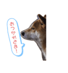 豆柴キラちゃん日常ごあいさつ（個別スタンプ：4）