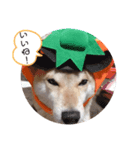 豆柴キラちゃん日常ごあいさつ（個別スタンプ：5）