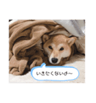 豆柴キラちゃん日常ごあいさつ（個別スタンプ：8）