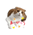 ハローニャンズ（個別スタンプ：1）