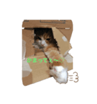 ハローニャンズ（個別スタンプ：4）