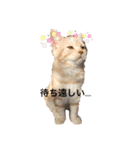 ハローニャンズ（個別スタンプ：5）