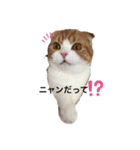 ハローニャンズ（個別スタンプ：8）