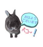 rabbit『AYAME』！！（個別スタンプ：5）