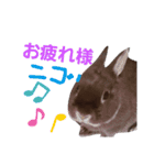 rabbit『AYAME』！！（個別スタンプ：16）