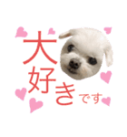 ミルクちゃんの日常とメッセージ（いぬ）（個別スタンプ：1）