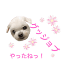 ミルクちゃんの日常とメッセージ（いぬ）（個別スタンプ：2）